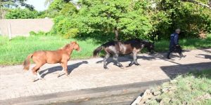 RESISTENCIA: SECUESTRAN DOS CABALLOS SUELTOS EN LA LAGUNA ARGÜELLO TRAS OPERATIVO///