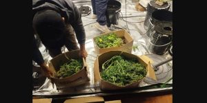 DESMANTELAN LABORATORIO CLANDESTINO DE CANNABIS EN EL BARRIO ESPAÑA DE RESISTENCIA///